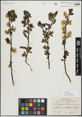 Foto von Salix myrsinifolia Salisb.